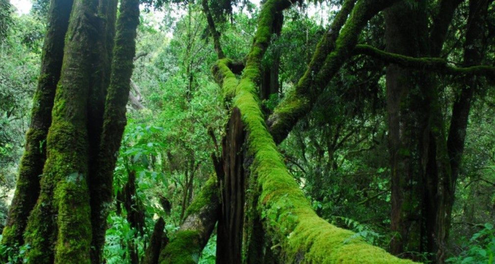 Security Team Evicts Livestock from Kiptunga Forest